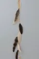 http://www.anrdoezrs.net/click-1434713-10451141?sid=Single+Earring+Post&url=http%3A%2F%2Fwww.shopbop.com%2Fautumn-earring-jacquie-aiche%2Fvp%2Fv%3D1%2F845524441903595.htm%3FfolderID%3D2534374302150473%26extid%3Daffprg-%25zp-JACQU4002037763&cjsku=JACQU4002037763