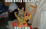 funny-pictures-cat-shopping-cart
