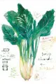 Swiss chard print