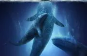 Big Miracle movie poster Big Miracle movie poster