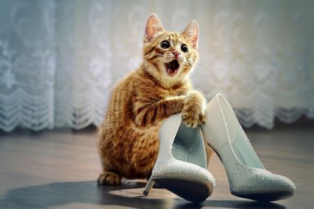 Cat-with-wedding-shoes1.jpg
