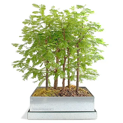 Bonsai Forest