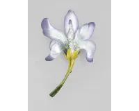 alexis-bittar-long-stemmed-iris-brooch