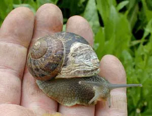 caracol-1
