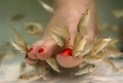 doctor fish pedicure doctor fish pedicure