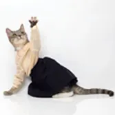 cats as models