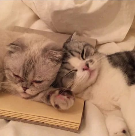 3) They are both cat ladies