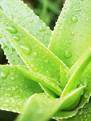 Aloe Vera Aloe Vera