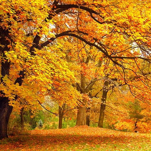 FallFoliage