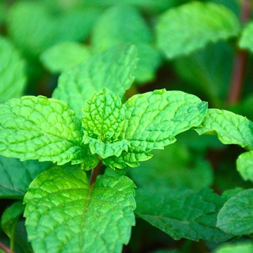 mint