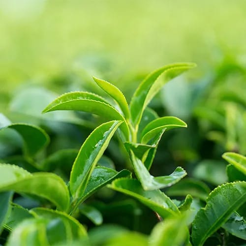 tea plant