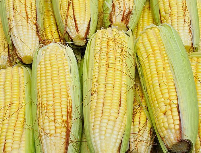 ears of corn in husks