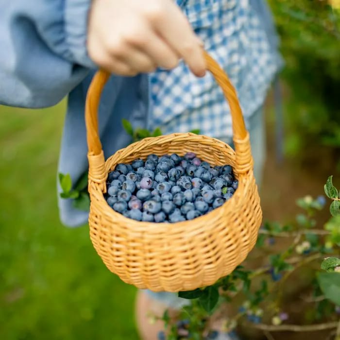 basket of blueberries
