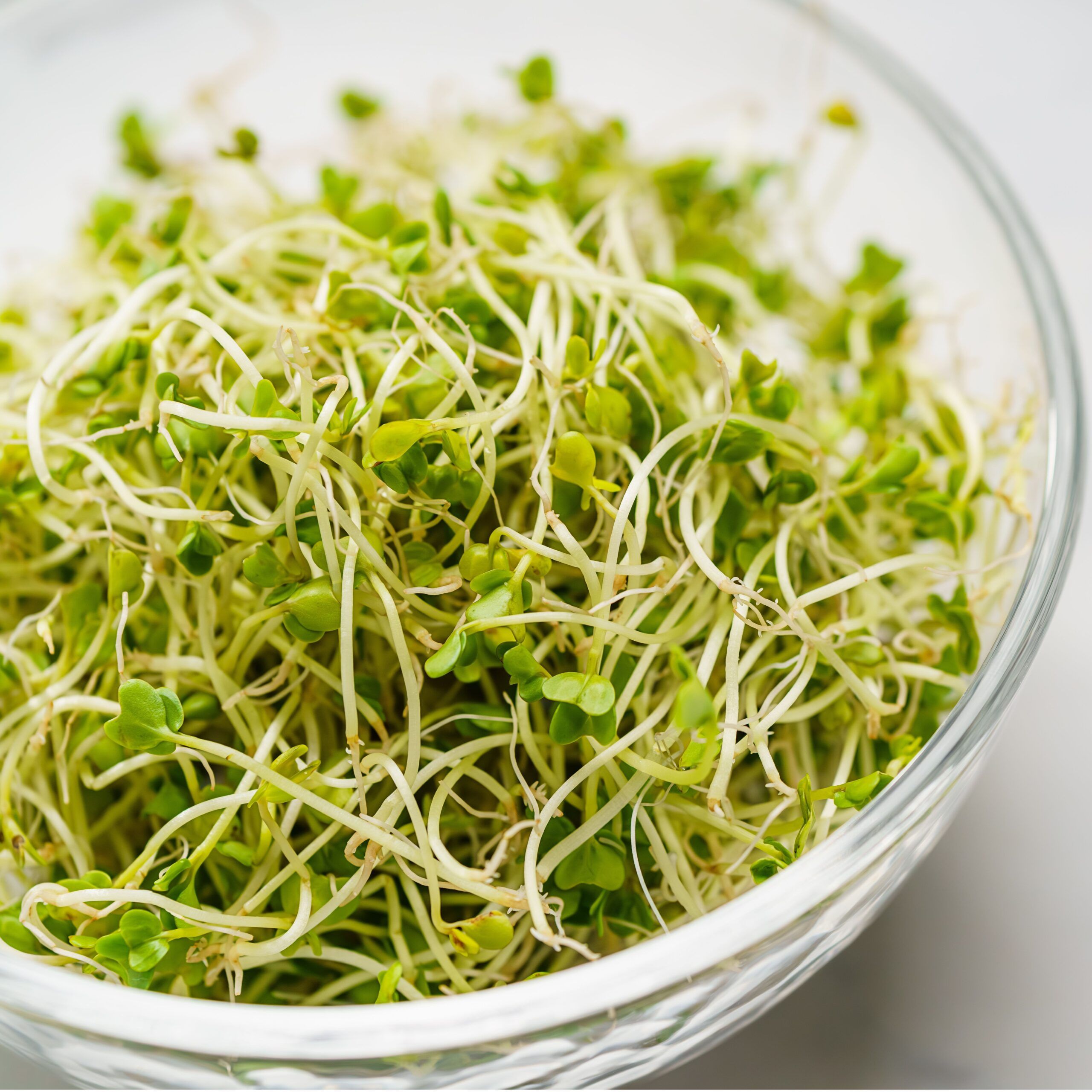 broccoli sprouts