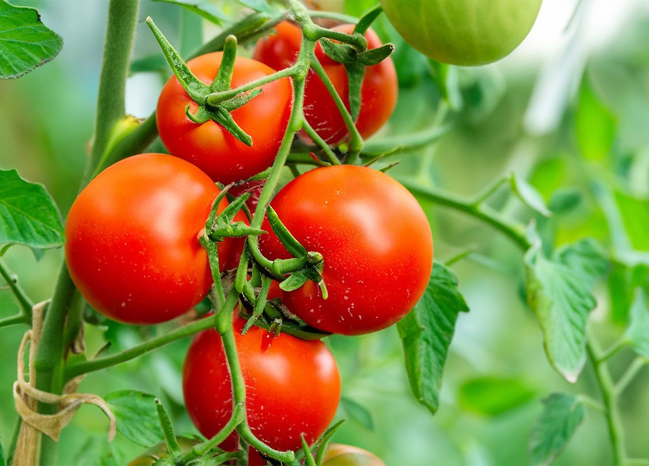tomatoes