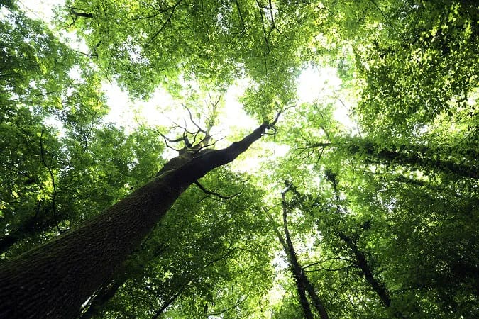 Trees Image from SHEfinds