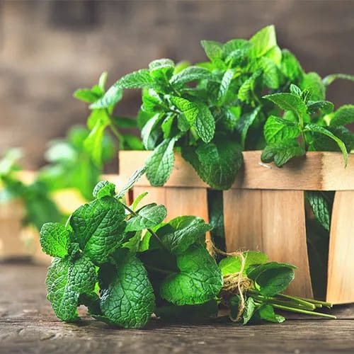 peppermint leaves