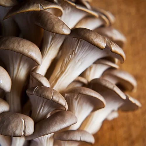 Mushrooms