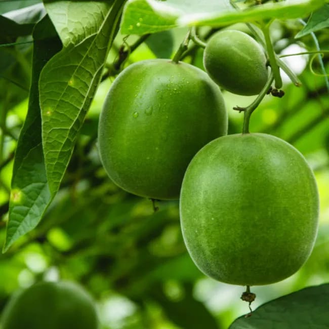 monk fruit on tree