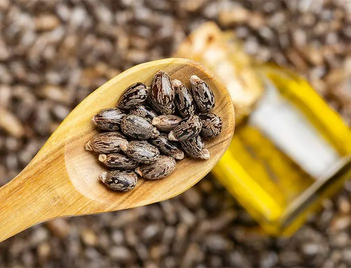 castor-seeds