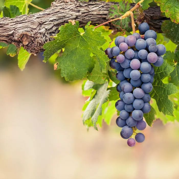 grapes