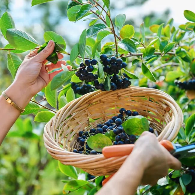 Harvesting aronia berries, a nutritious superfood.