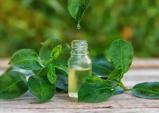 tea-tree-oil