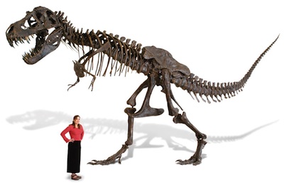 The Life Size Tyrannosaurus Skeleton