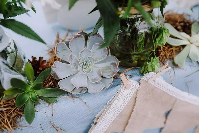 Vibrant succulents in decorative pots for home decor