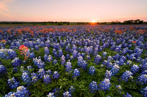 Texas Image from SHEfinds