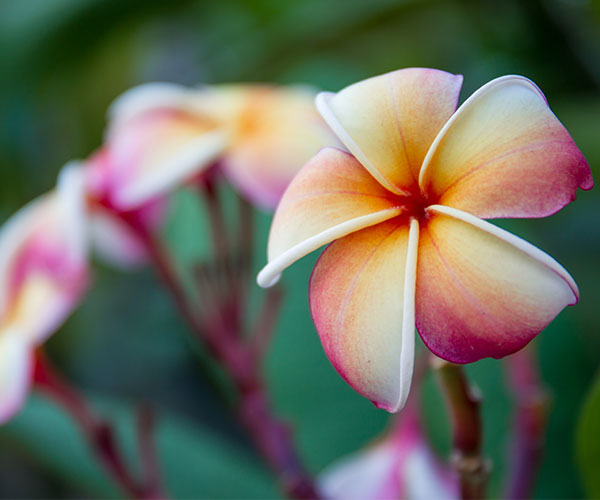 hawaiian flowers