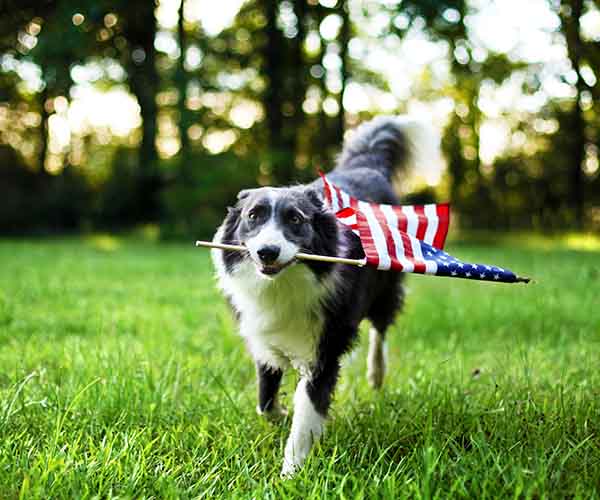 Dog with flag