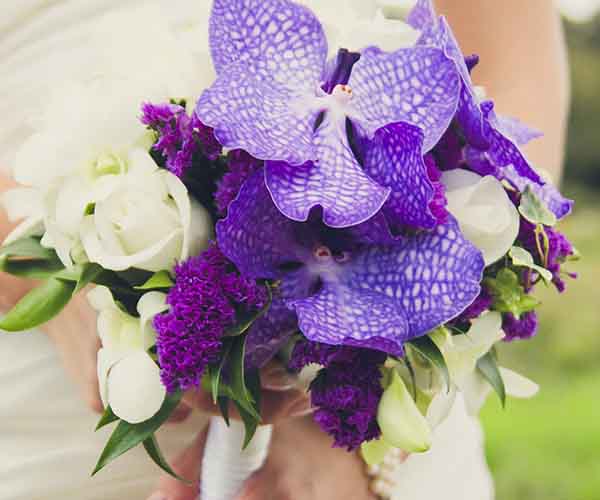 Bold Colors Violet Flowers