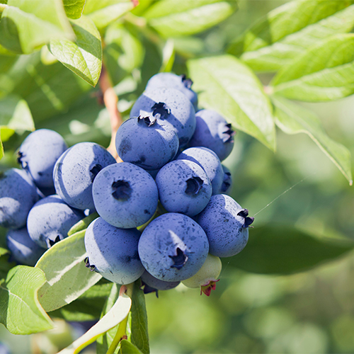 blueberries breakfast good for anti aging skincare