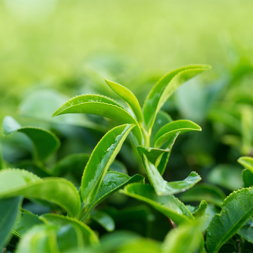 green tea best anti inflammatory hot drink breakfast metabolism
