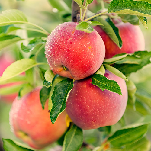 Apples growing on a tree.