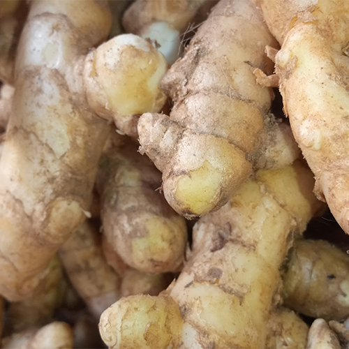 ginger best spice for weight loss