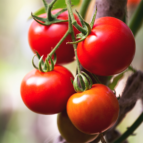 tomatoes best anti inflammatory vegetables for weight loss