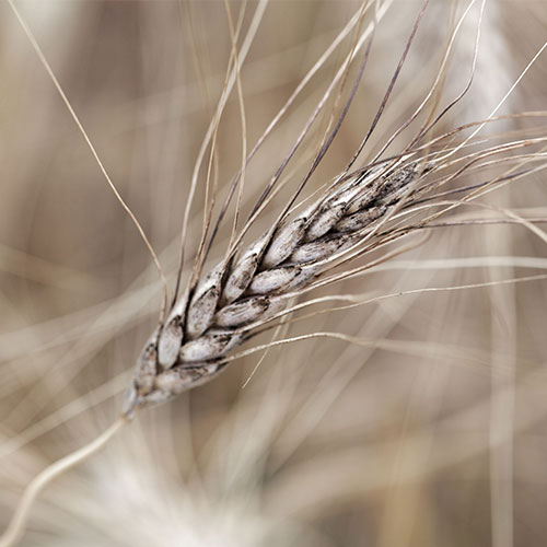 Kamut grain growing.