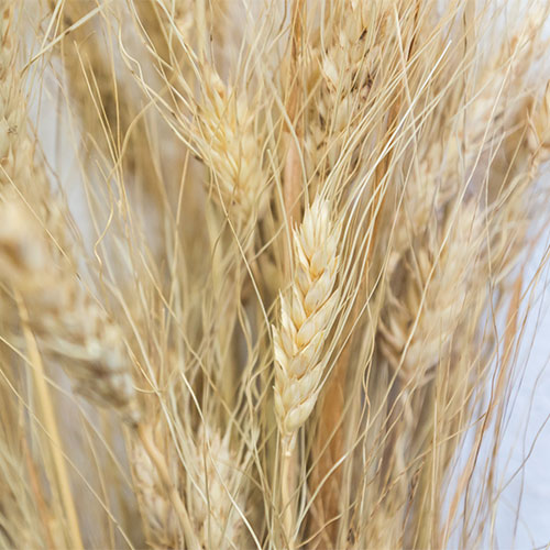 Dried kamut stalks.