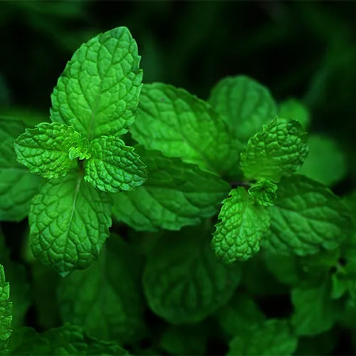 peppermint plant