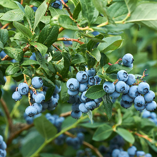 blueberries best anti inflammatory food younger looking skin