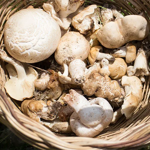 Mushrooms
