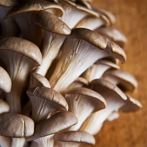 Mushrooms