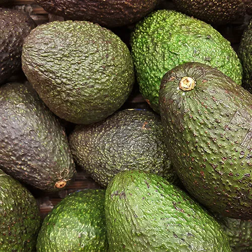 avocado