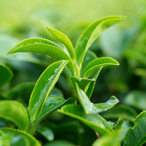 tea plant