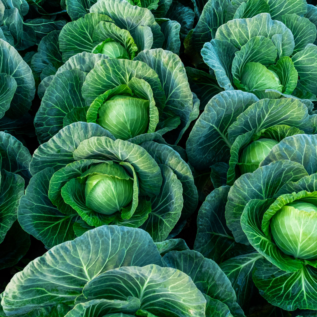 Cabbage.