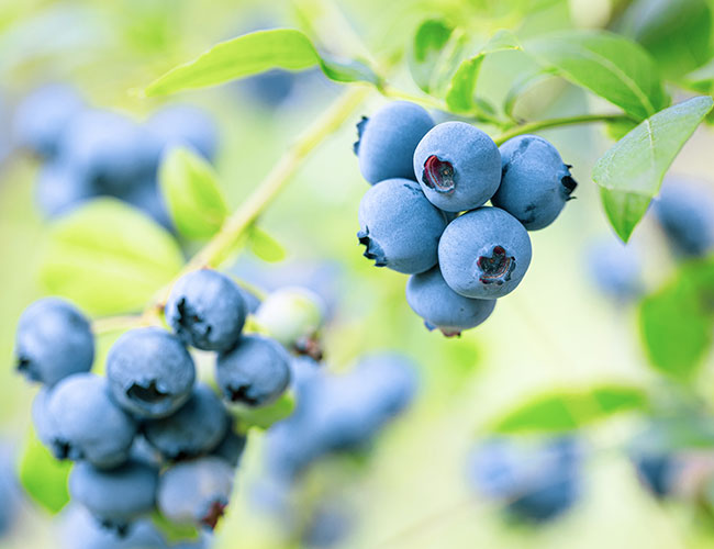 clusters of blueberries on a bush