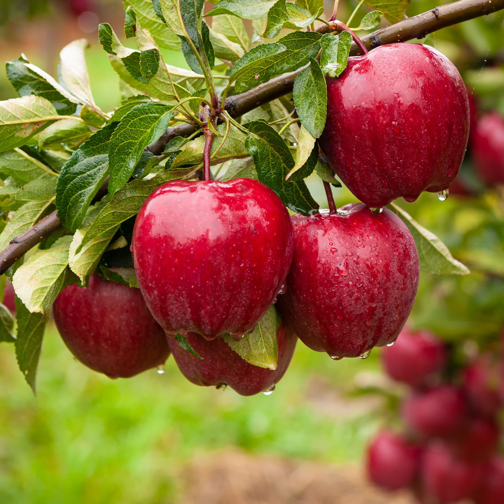 apples on tree branch with raindrops