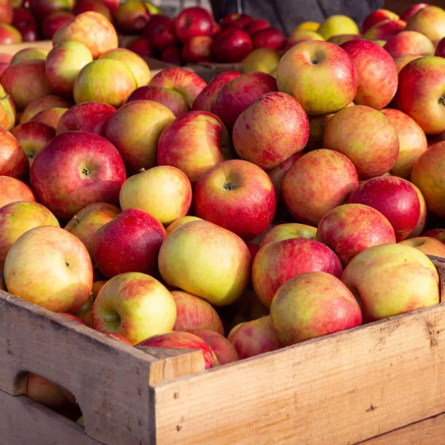 honeycrisp apples in crate